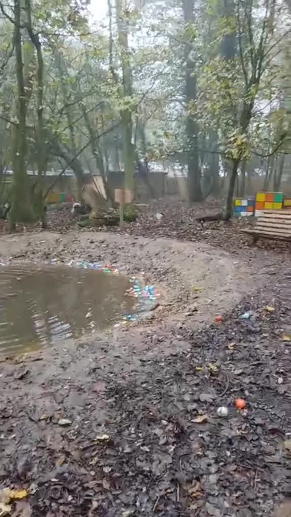 Fox Terrier dogs for adoption: Sweet Mizzo looking for LOVE - Video 2