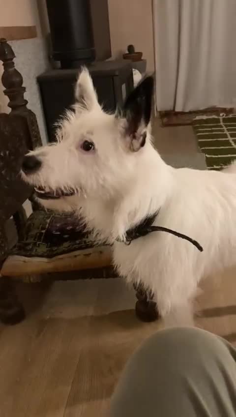Mixed Breed dogs for adoption: 💖🐶 ATHENA 🐶💖 - Video 1