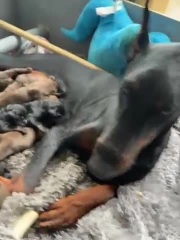 Dobermann dogs for sale: Exceptional Pedigree Doberman pups for sale  in Burntisland - Video 1