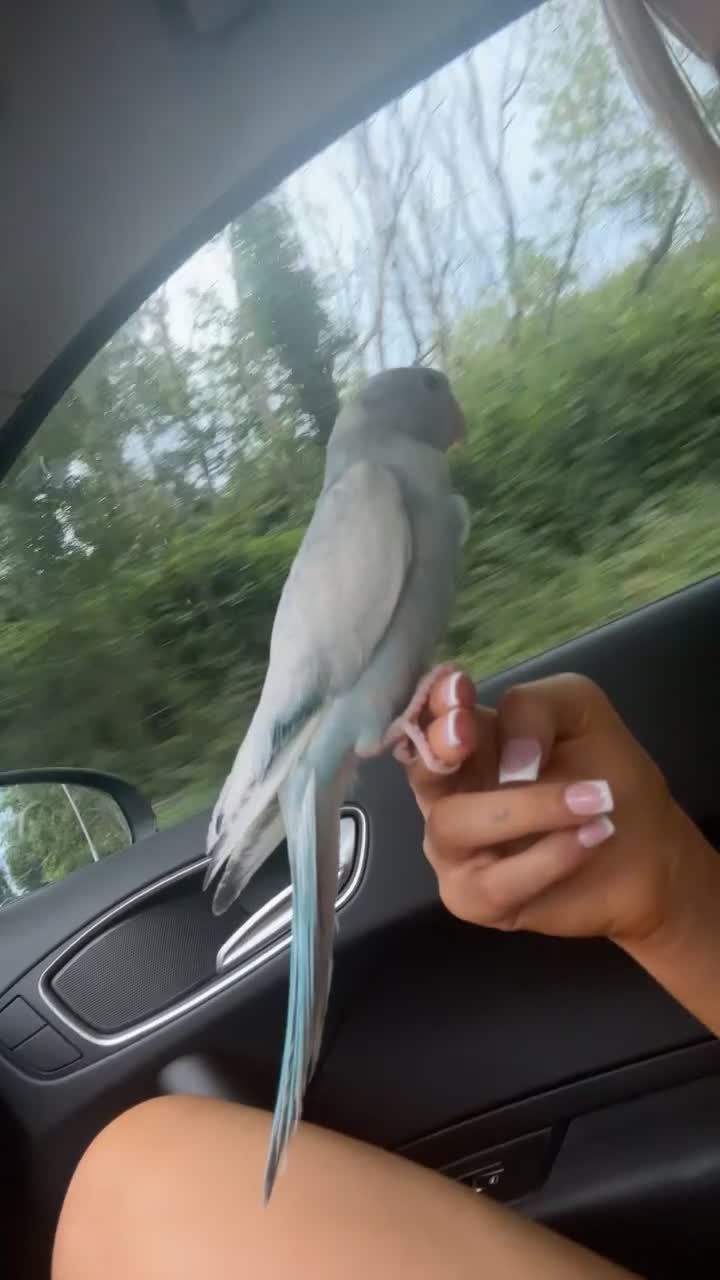 Ringnecks birds for sale: baby pied indian ringneck in Rotherham - Video 1