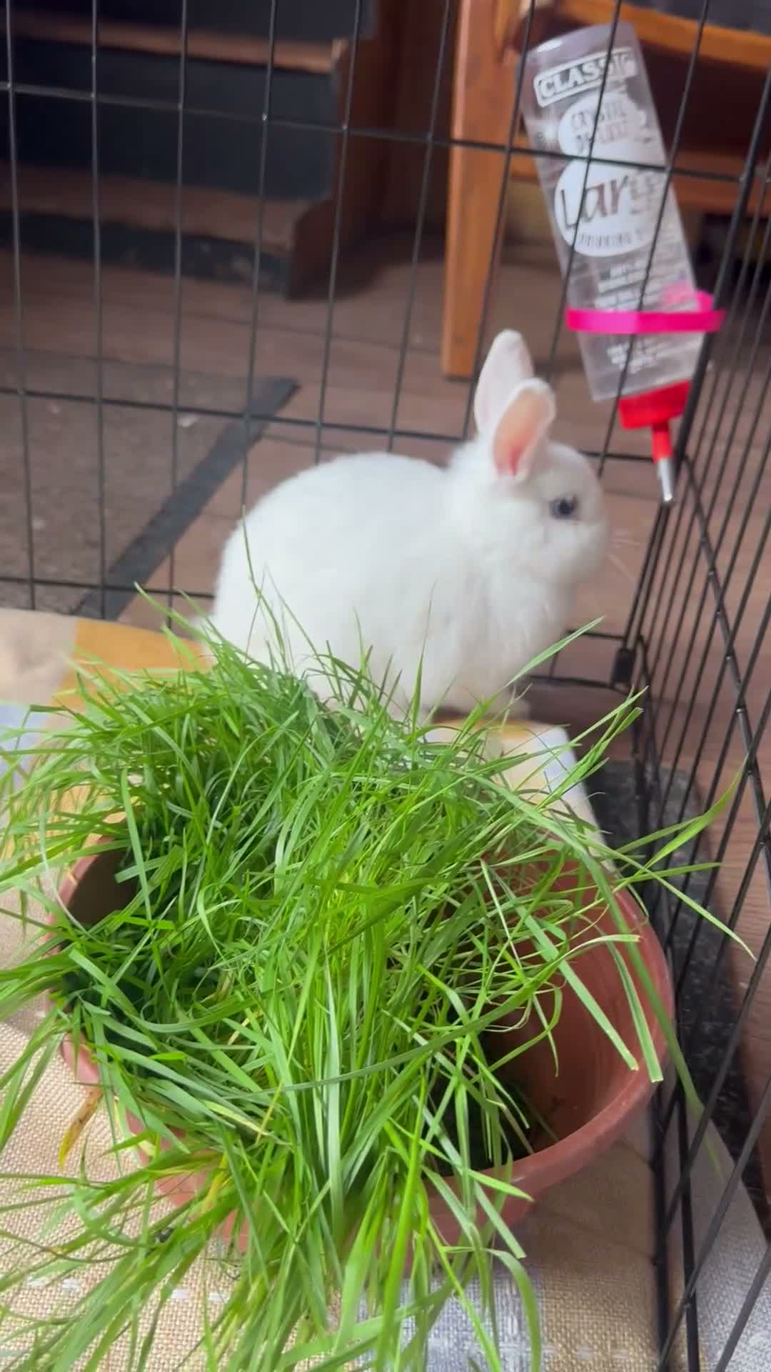 Netherland Dwarf rabbits for sale: Cute and fluffy Pure bred Netherland Dwarves - Video 1