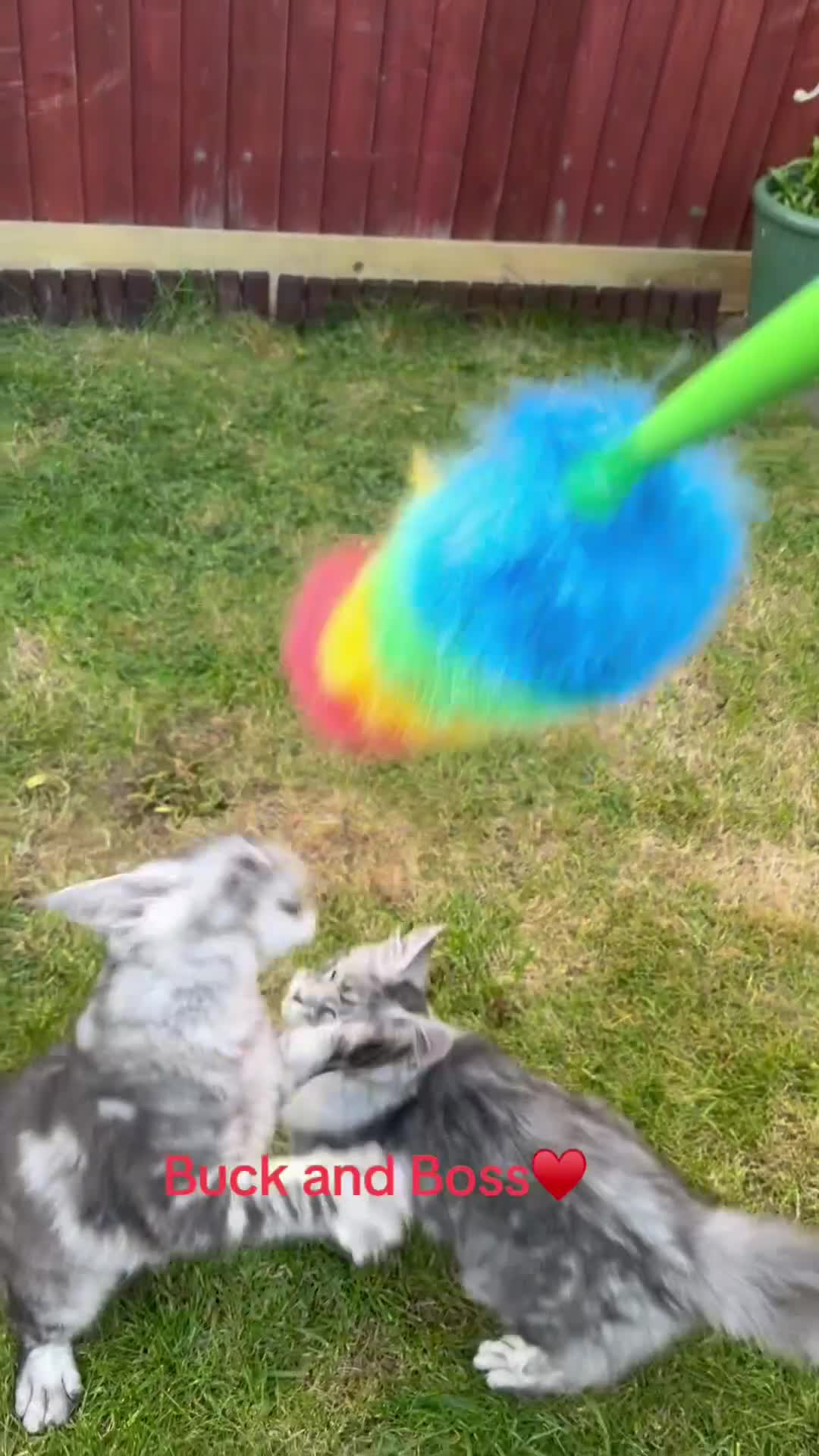 Maine Coon cats for sale: 6 STUNNING PEDIGREE TICA REG MAINE COON KITTENS - Video 3