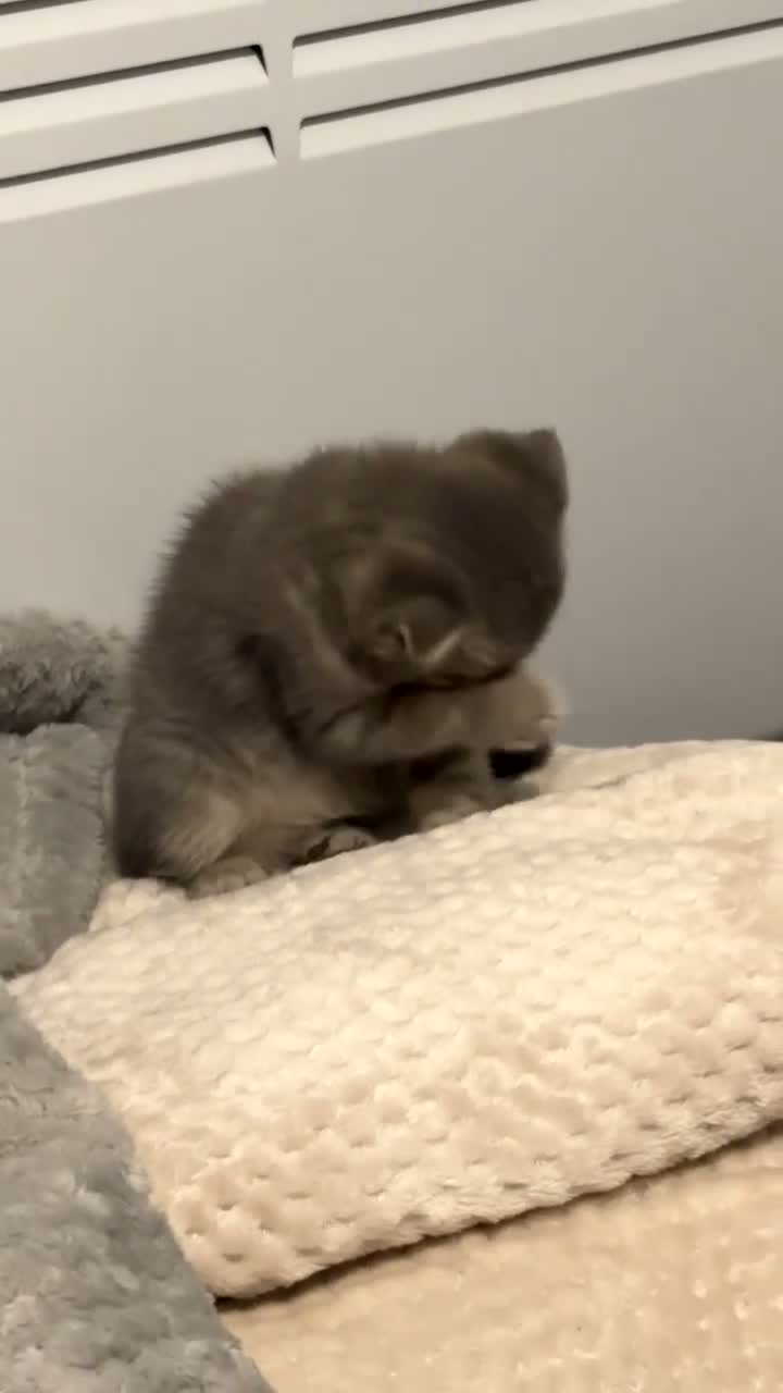 Scottish Fold cats for sale: Scottish Fold Kitten for Sale StarterPack Included - Video 4