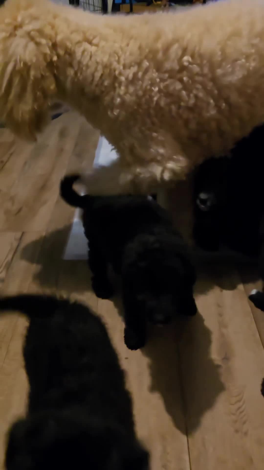 Mixed Breed dogs for sale: Standard poodle x. Collie/sheperd - Video 1
