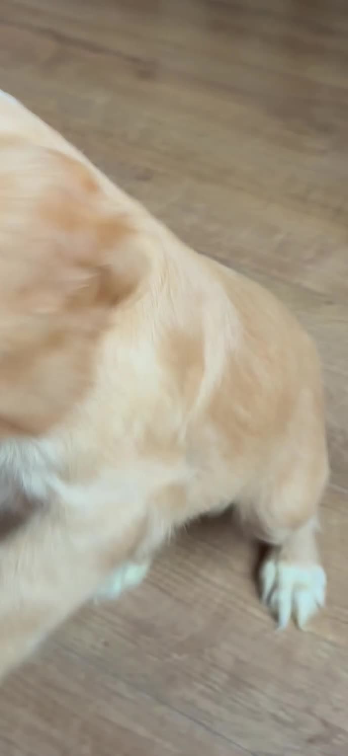 Cocker Spaniel dogs for sale: Lemon and white cocker spaniel  - Video 2