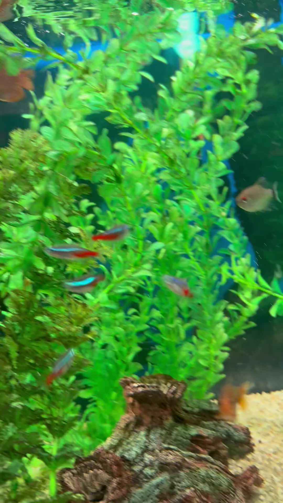 Tetras fish for sale: Community Fish - Video 1