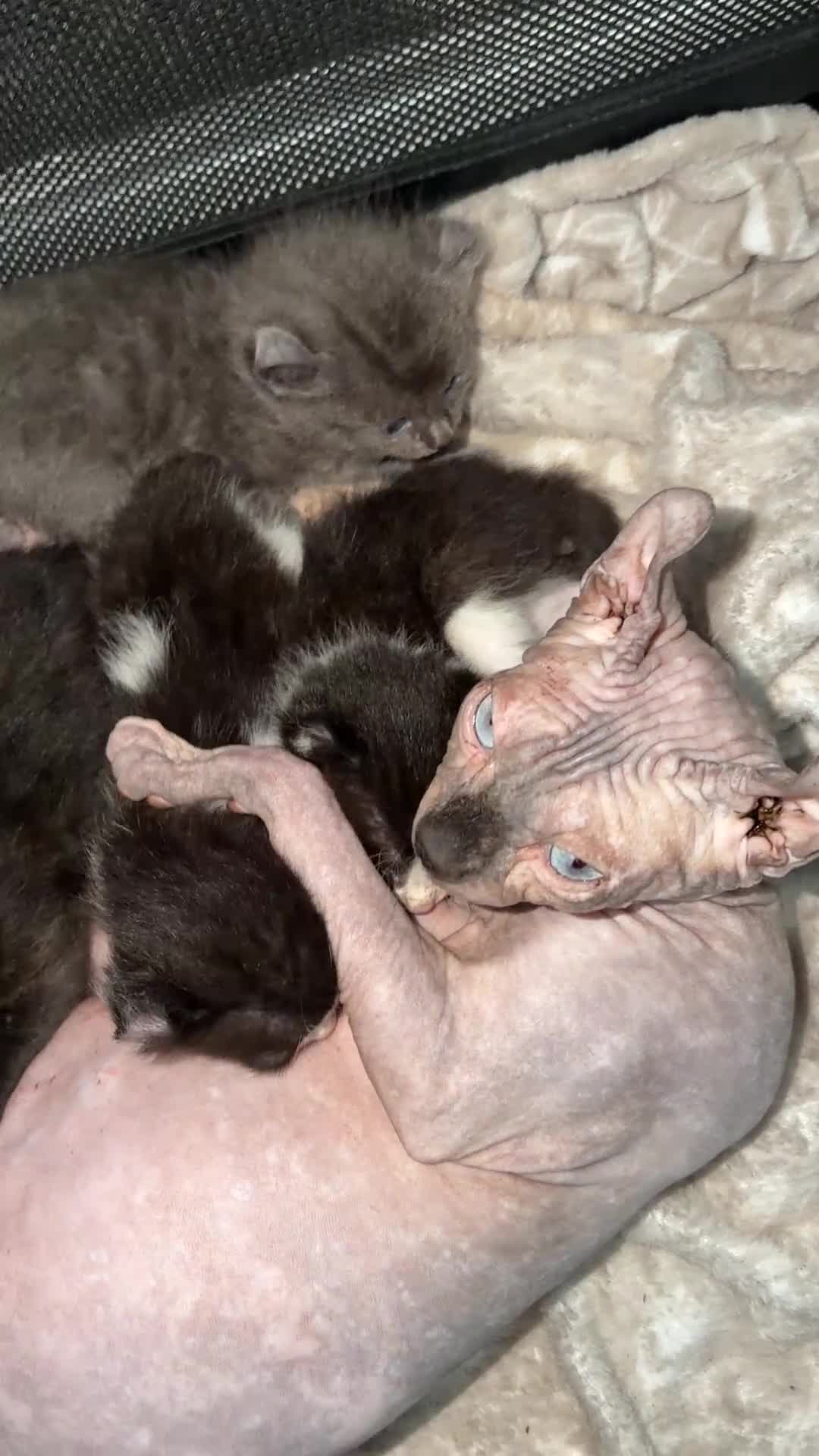 Mixed Breed cats for sale: Beautiful Kittens Looking for Their Forever Homes in Bilston - Video 1