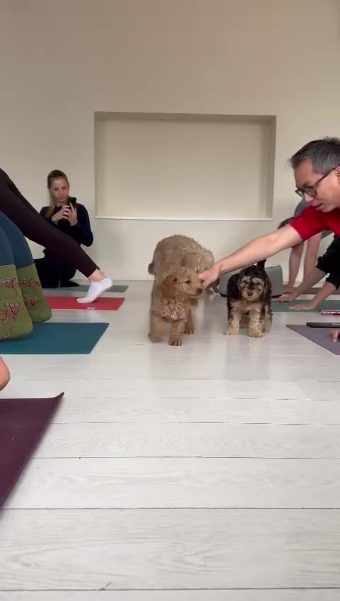 Cockapoo dogs for stud: F1 cocapoo for stud well Proven DNA clear in Bromley - Video 2