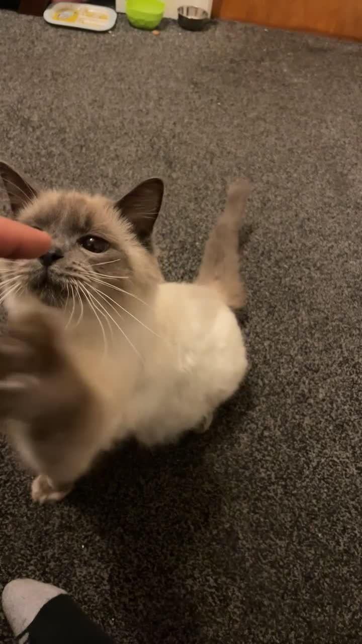 Ragdoll cats for sale: Ragdoll for sale in Bradford - Video 1