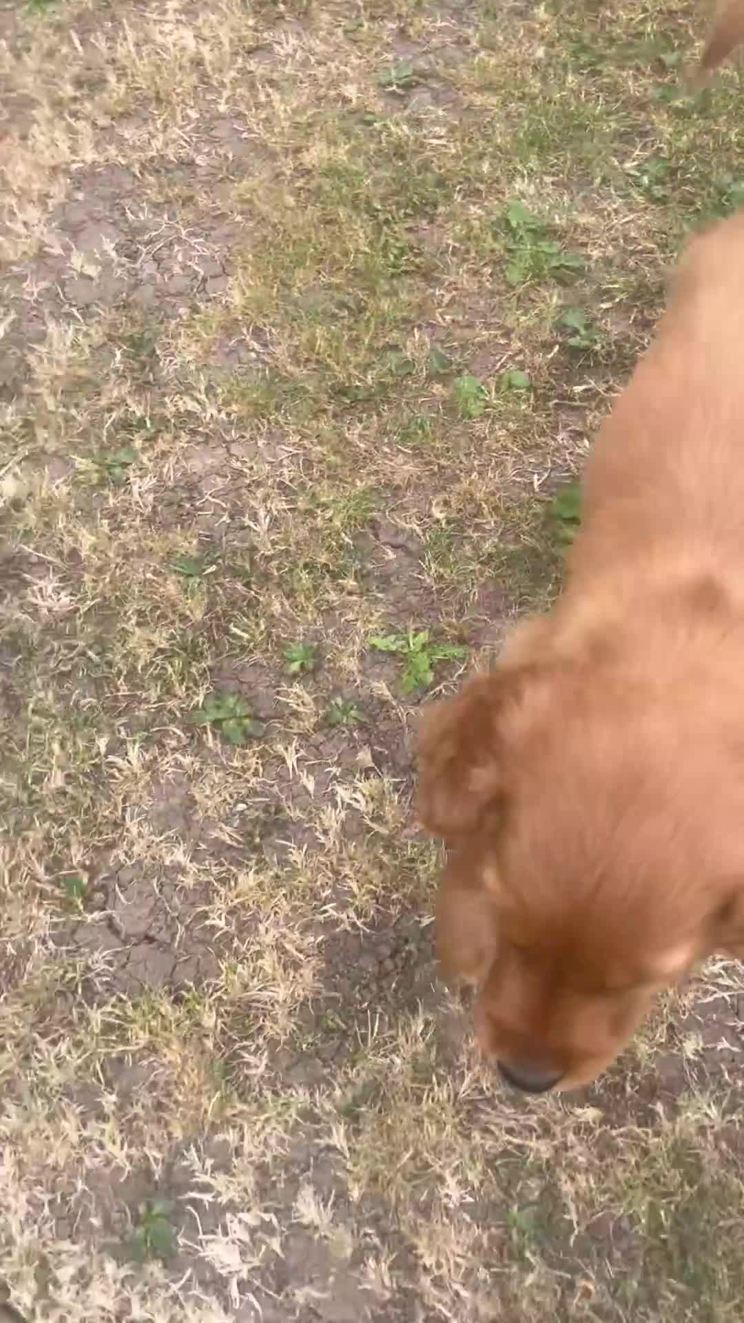 Mixed Breed dogs for sale:  ☘️ Golden Irish puppies available  ☘️ - Video 5