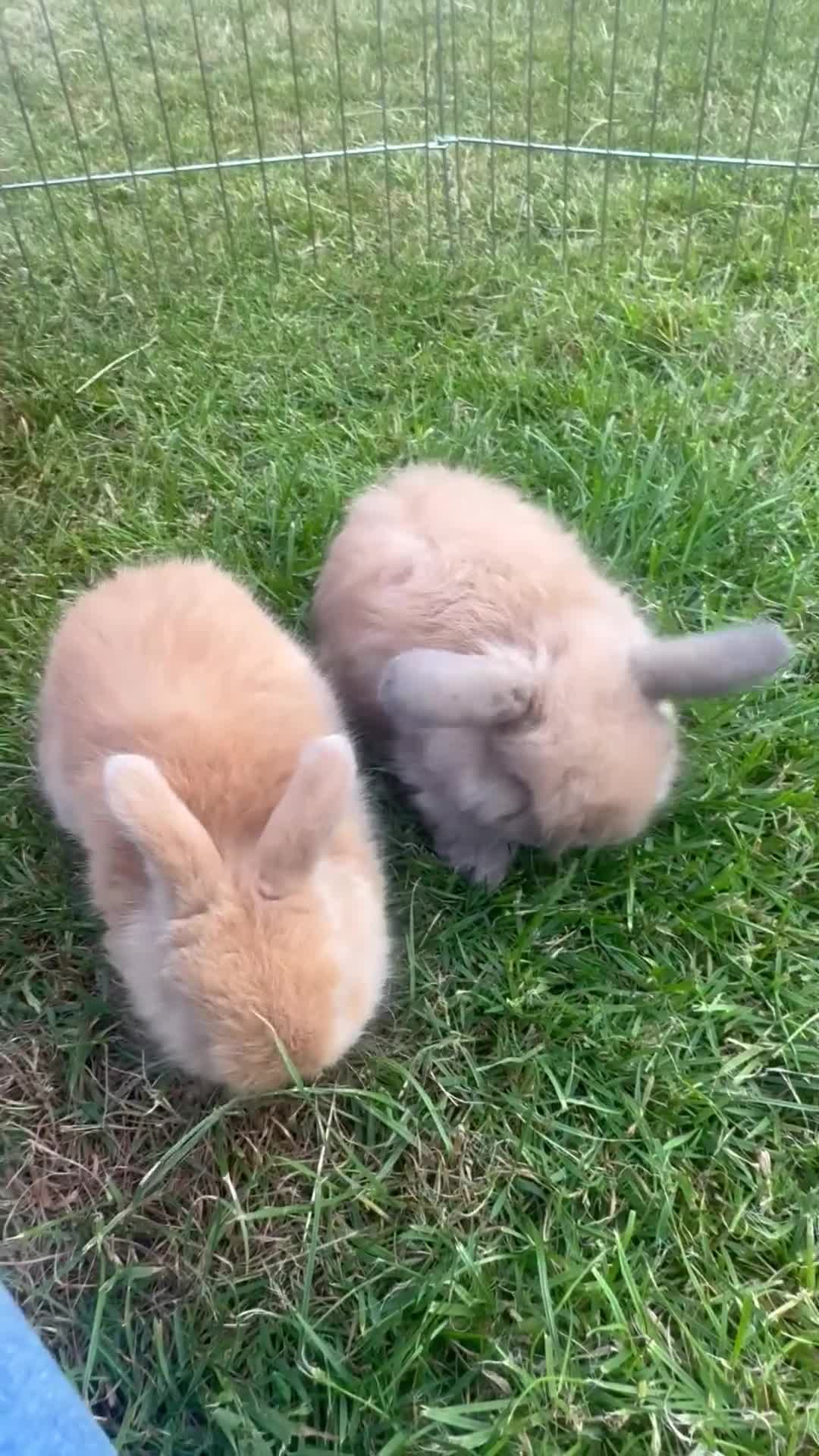 Mini Lop rabbits for sale: Beautiful mini lop rabbits  - Video 1