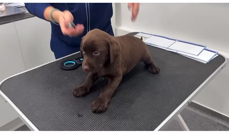 Labrador Retriever dogs for sale: Chunky Chocolate Girls Looking 4 Forever Families - Video 2