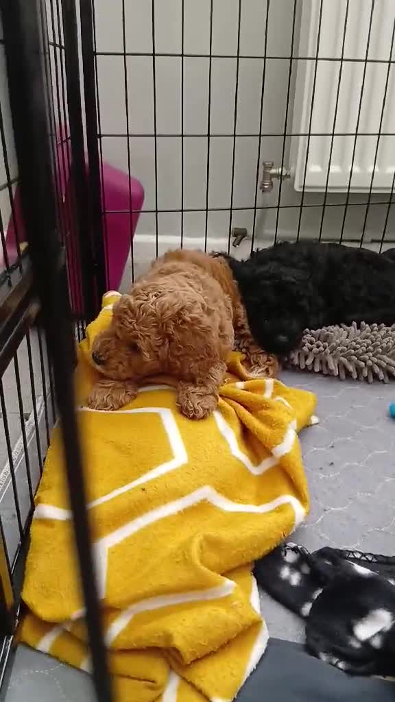 Cockapoo dogs for sale: Five star cockapoo ⭐️ - Video 5