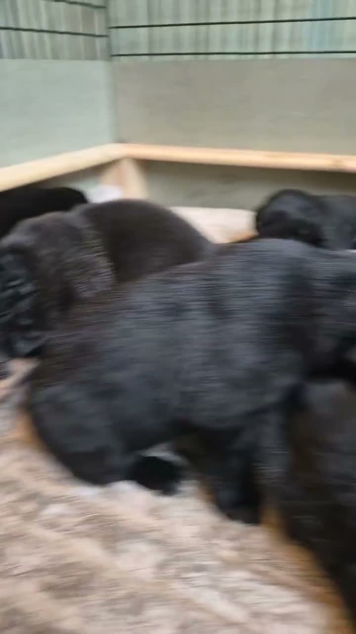 Borador dogs for sale: 7 Beautiful Labrador x Collie Puppies  in Preston - Video 1