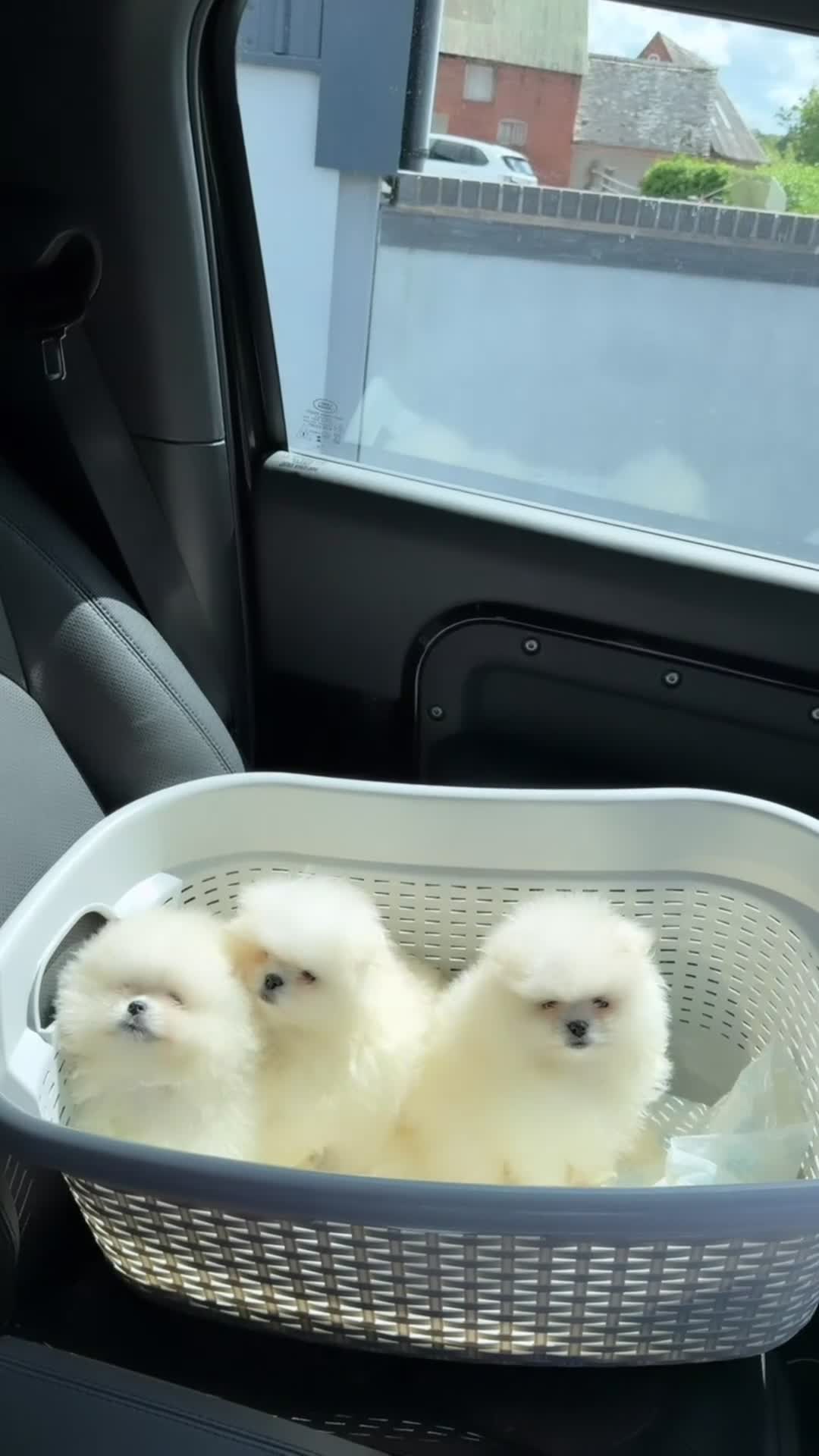 Pomeranian dogs for sale: SHOW QUALITY KOREAN WHITE POMERANIAN PUPPIES  - Video 4