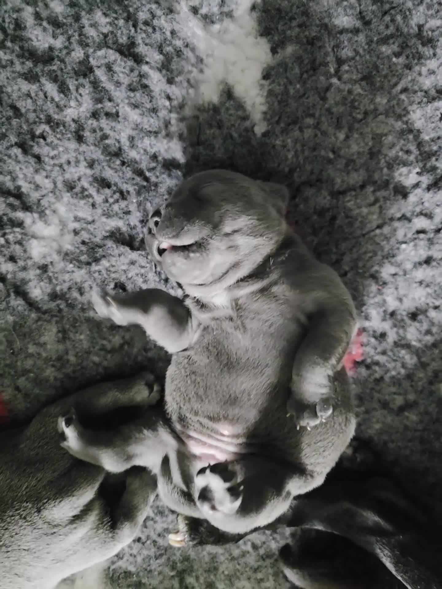 Staffordshire Bull Terrier dogs for sale: Blue / Black Staffordshire bull terrier puppies - Video 2