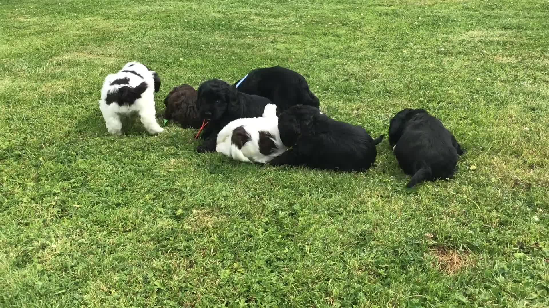 Cockapoo dogs for sale: COCKAPOO PUPS. READY TO LEAVE. - Video 1