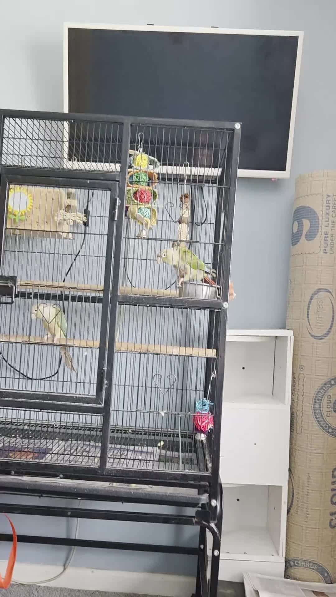 Conures birds for sale: Pair of pinapple conures with cage  - Video 1