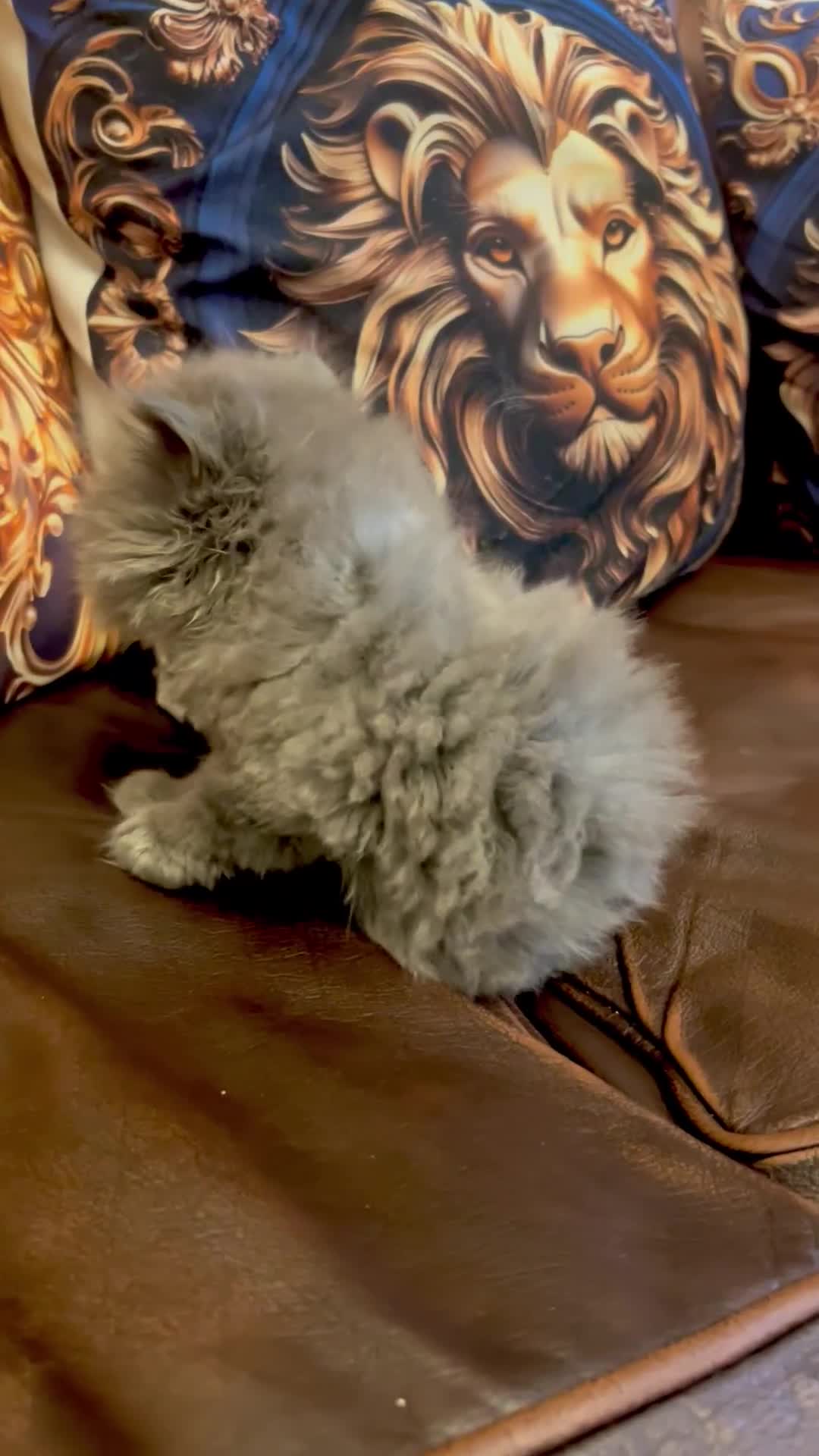 Persian cats for sale: Stunning blue Persians kittens ready to go  - Video 2