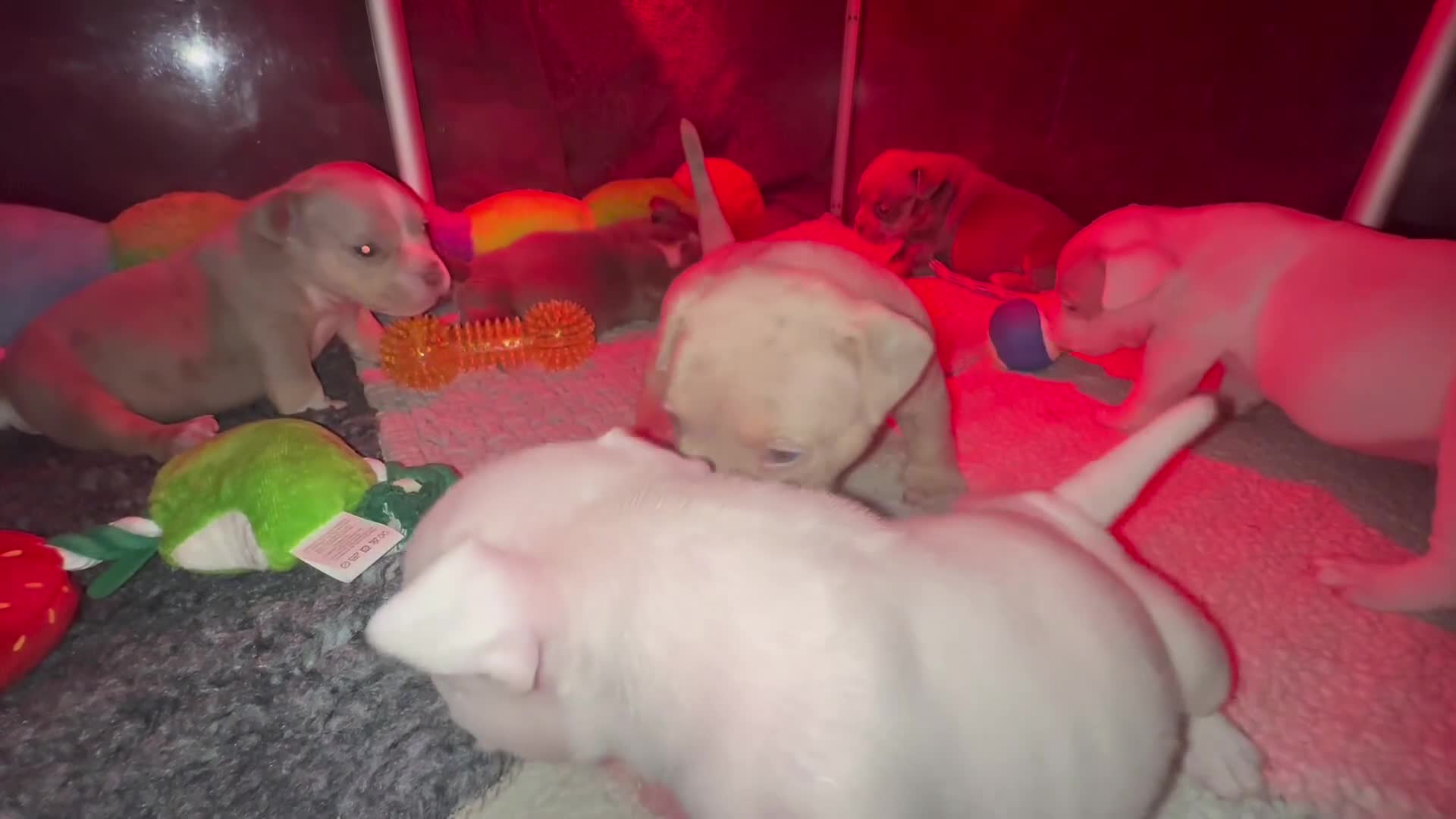 American Bully dogs for sale: Micro exotic bully’s  - Video 3