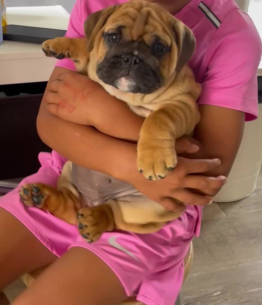 English Bulldog dogs for sale: 1st class adorable kc reg bulldog puppies  - Video 2