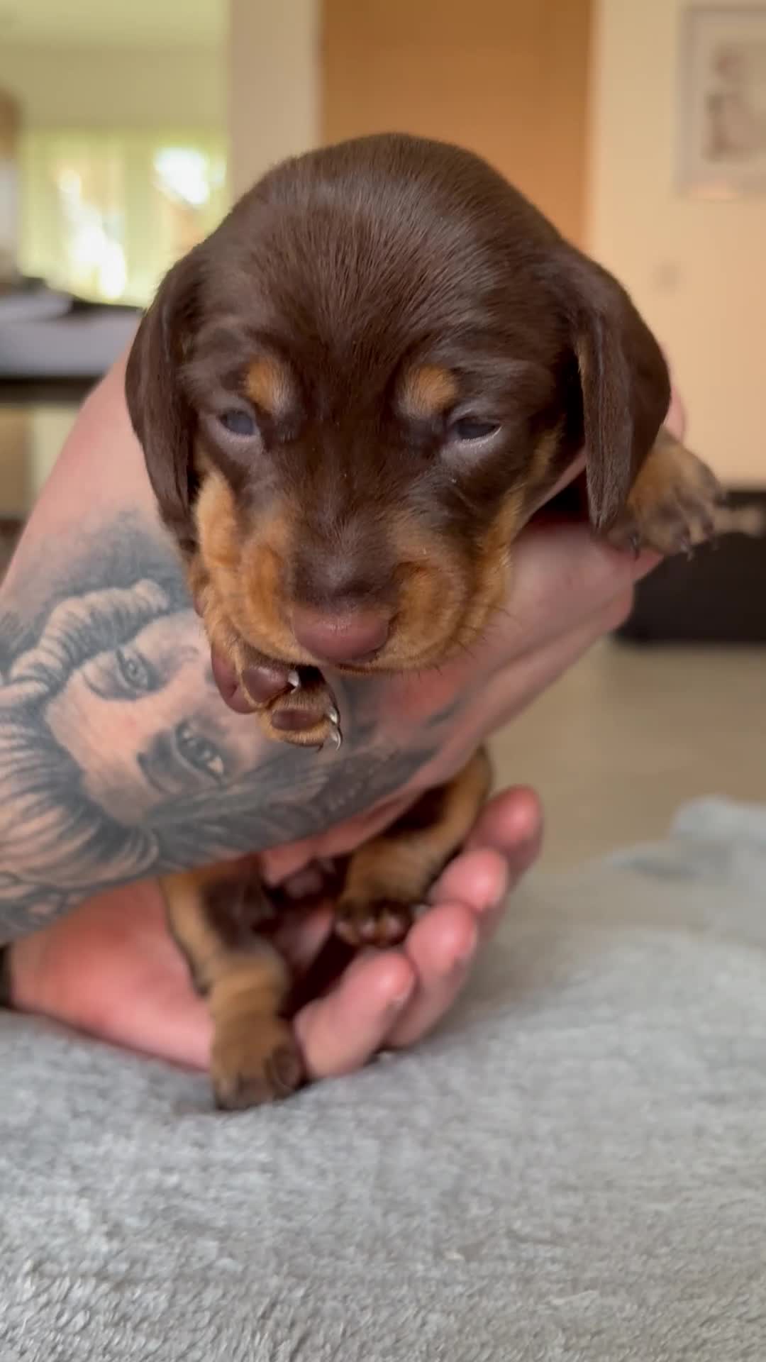 Miniature Dachshund dogs for sale: Miniature dachshunds - Video 1