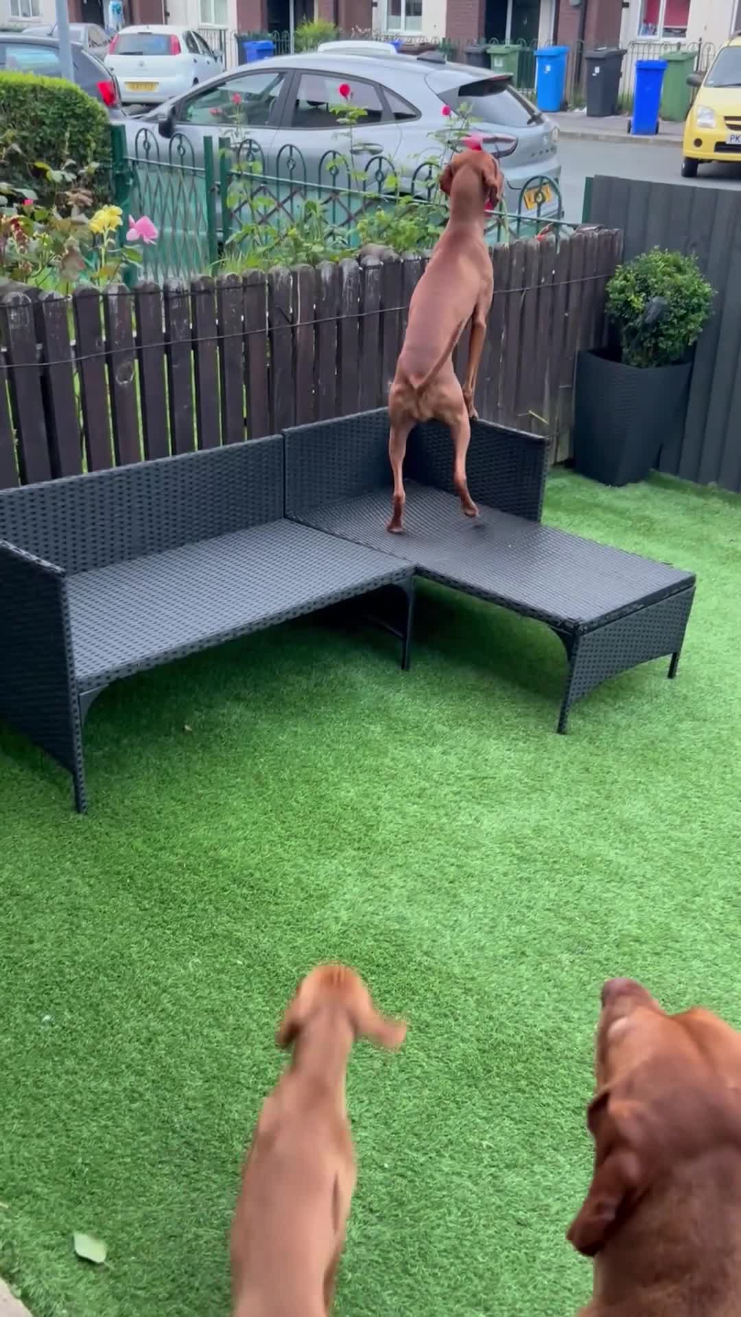 Hungarian Vizsla dogs for sale: One boy puppy available - Video 1