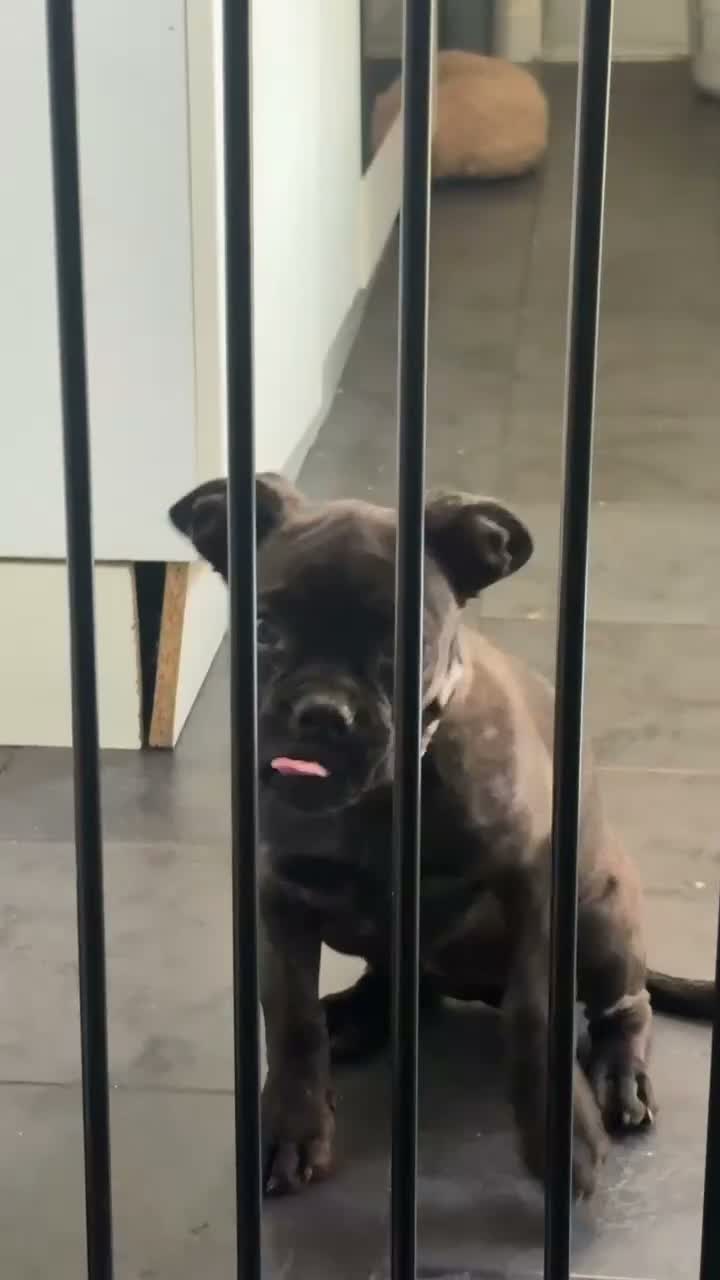 Mixed Breed dogs for sale: Coco Frenchie/bulldog - Video 2