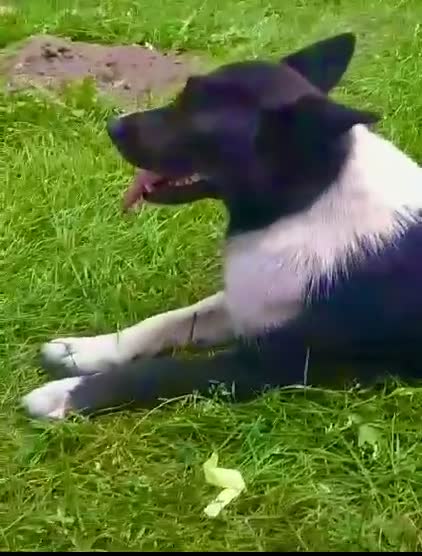 Border Collie dogs for adoption: Marta’s Story: Rescued Minutes Before Death - Video 1