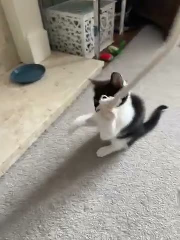 Domestic Shorthair cats for sale: Kittens for sale - Video 2