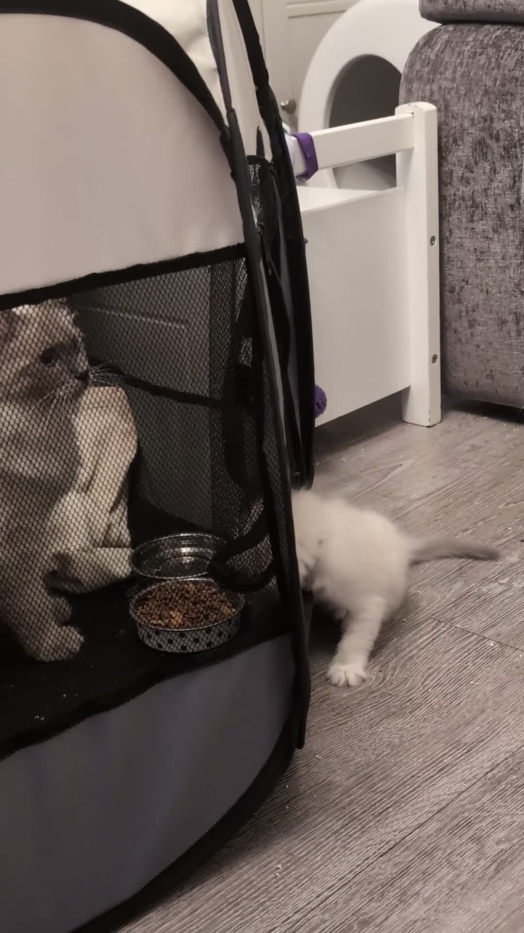 Ragdoll cats for sale: PEDIGREE RAGDOLL KITTENS WITH CHAMPION BLOOD LINE - Video 1