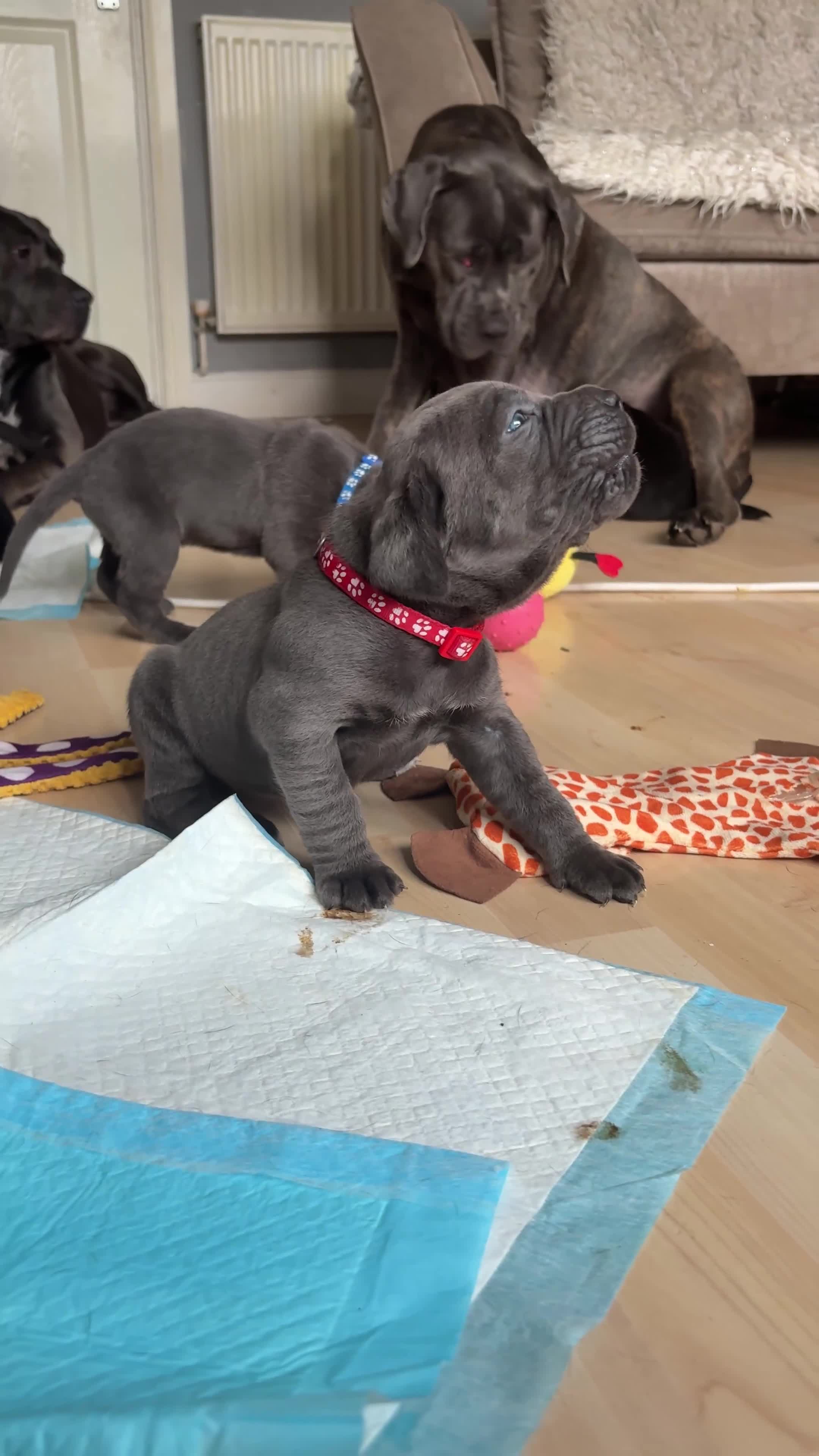 Cane Corso dogs for sale: Cane Corso puppies for sale-Black&Grey beauties!🐾 - Video 2