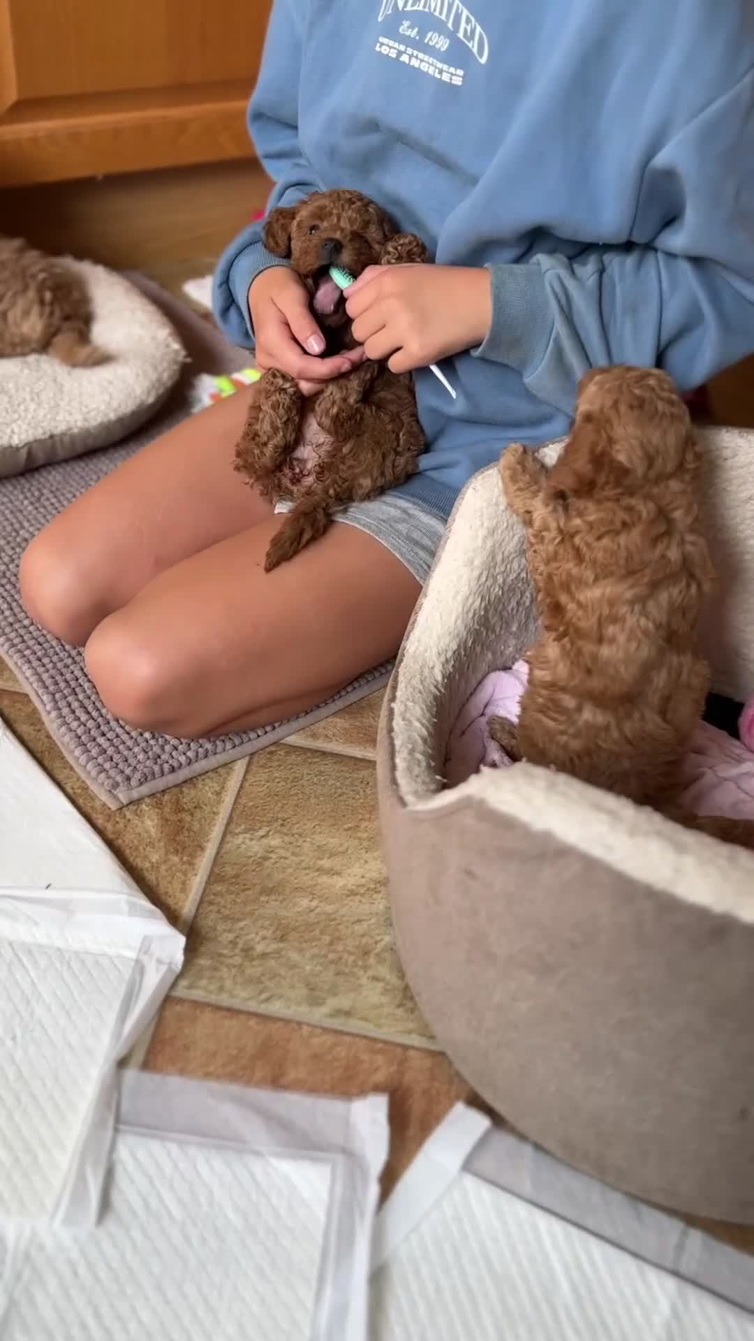 Toy Poodle dogs for sale: 🐶 Toy Poodle Puppy Girl–Ready for the home! - Video 1