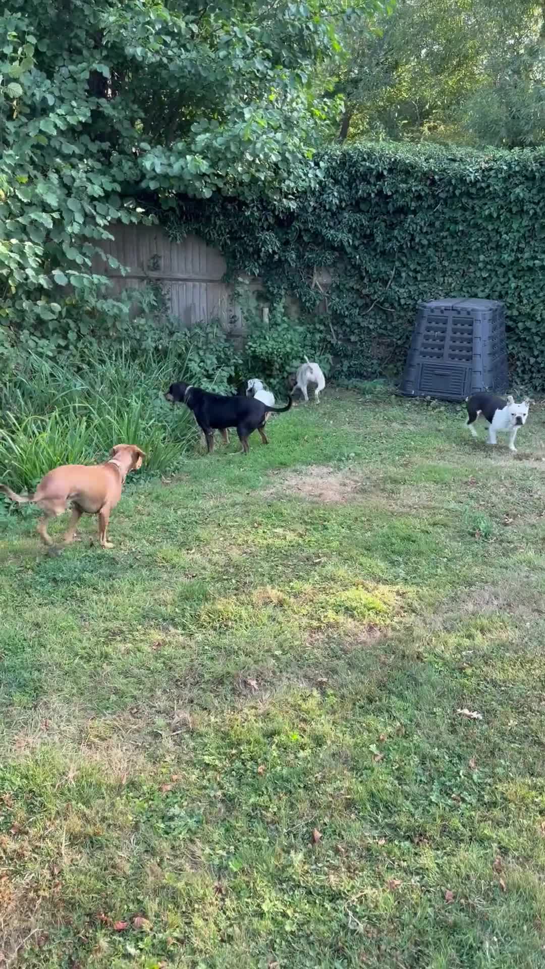 Mixed Breed dogs for adoption: 🍯 Honey: The Pocket Pointer in Maidstone - Video 5