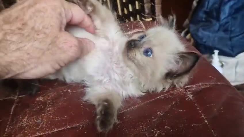 Ragdoll cats for sale: 1 sweet Ragdoll boy looks for a loving family  - Video 1