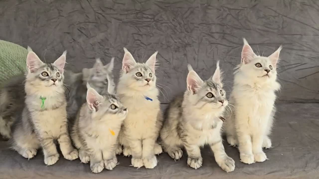 Maine Coon cats for sale: Stunning Silver Shaded Maine Coon kittens - Video 5