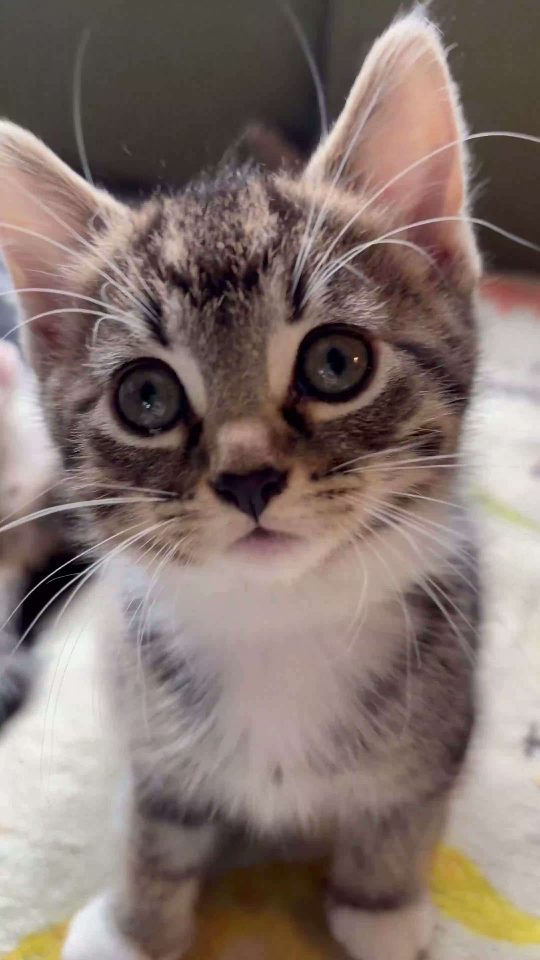 Mixed Breed cats for sale: 🐾 Beautiful Tabby Kittens ready to go ❤️ - Video 1