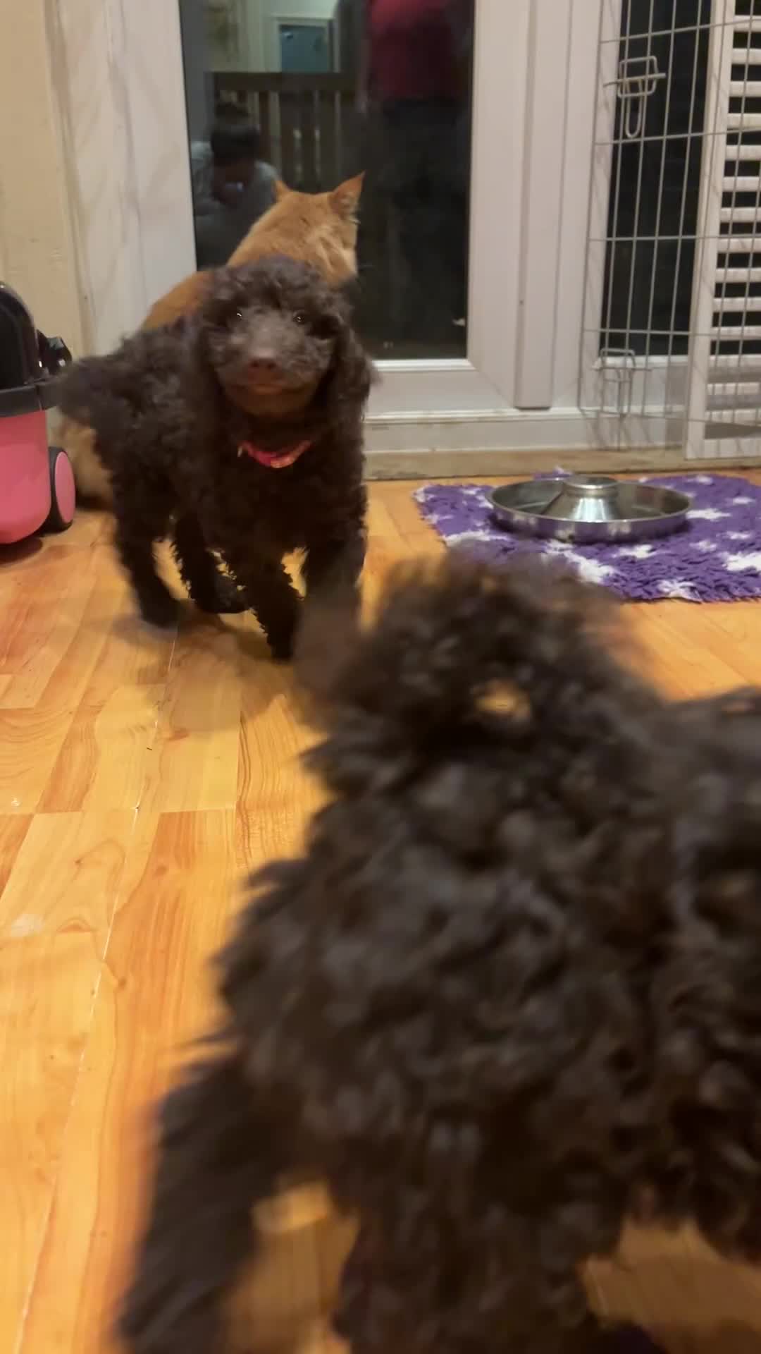 Sproodle dogs for sale: 10 fb2 Sproodles puppies  - Video 3