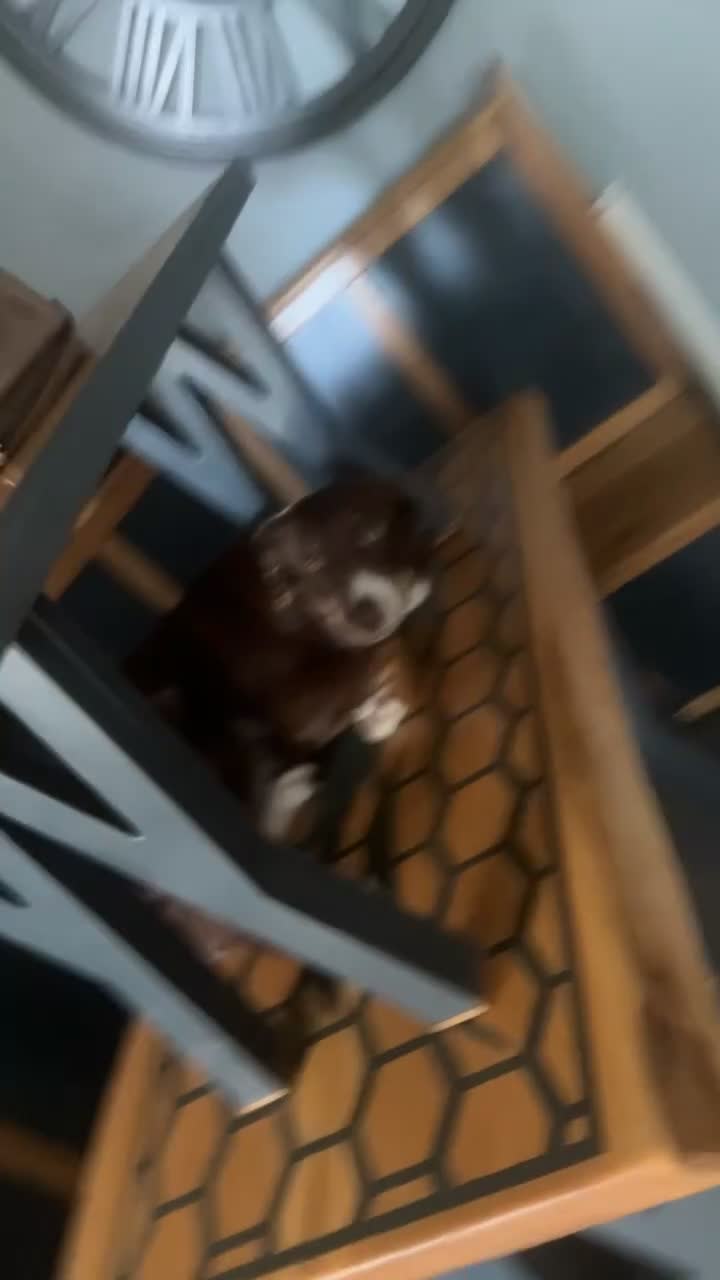Border Collie dogs for sale: Female border collie  - Video 2