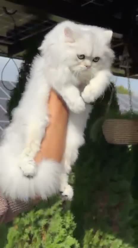 British Longhair cats for sale: Stunning BLH boy Black Golden Sunshine (nv 12) - Video 1