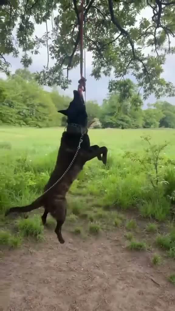 Belgian Shepherd Dog dogs for sale: Dutch herder’s for sale  in Liverpool - Video 2