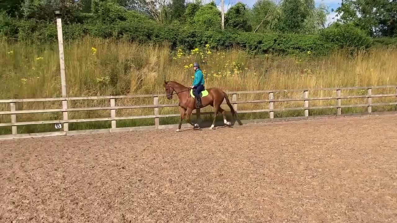 Irish Thoroughbred horses for sale: Fly 16.3hh Allrounder Gelding  in Shrewsbury - Video 1