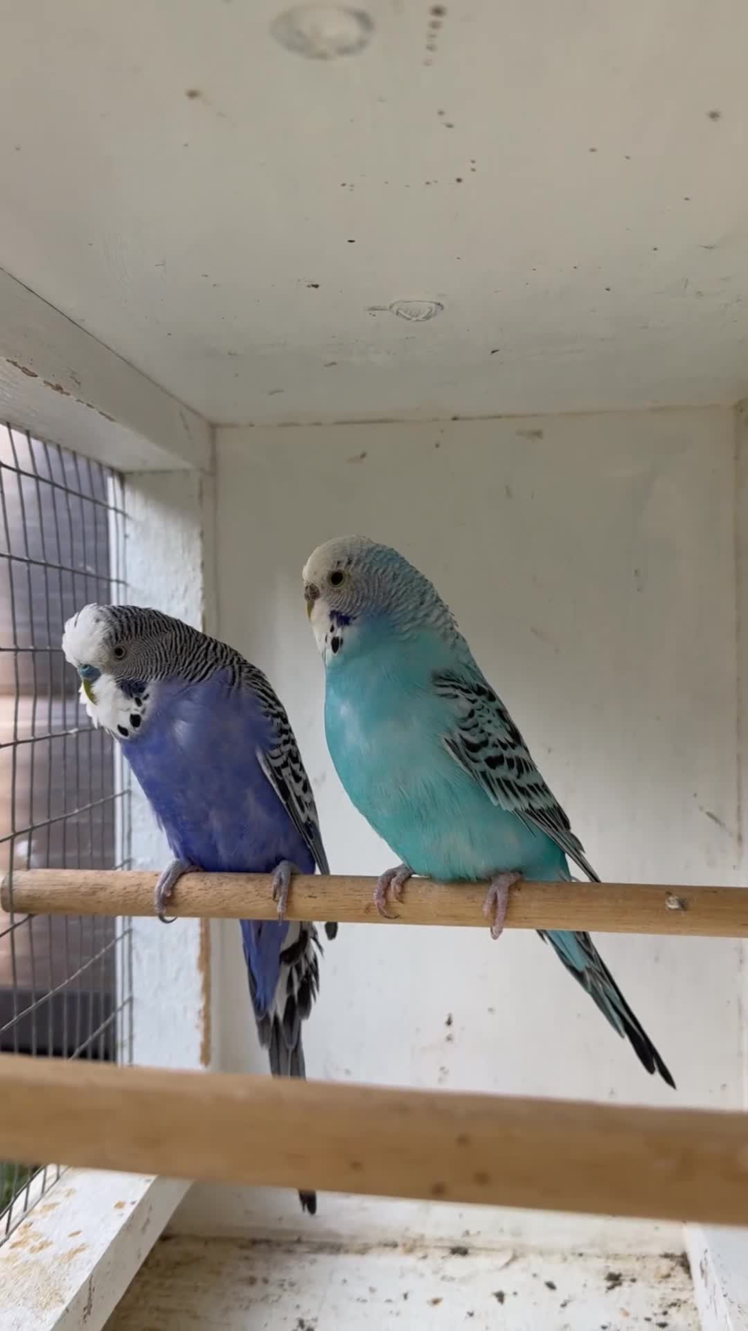 Budgerigars birds for sale: Beautiful 🤩 pair of budgies  - Video 1