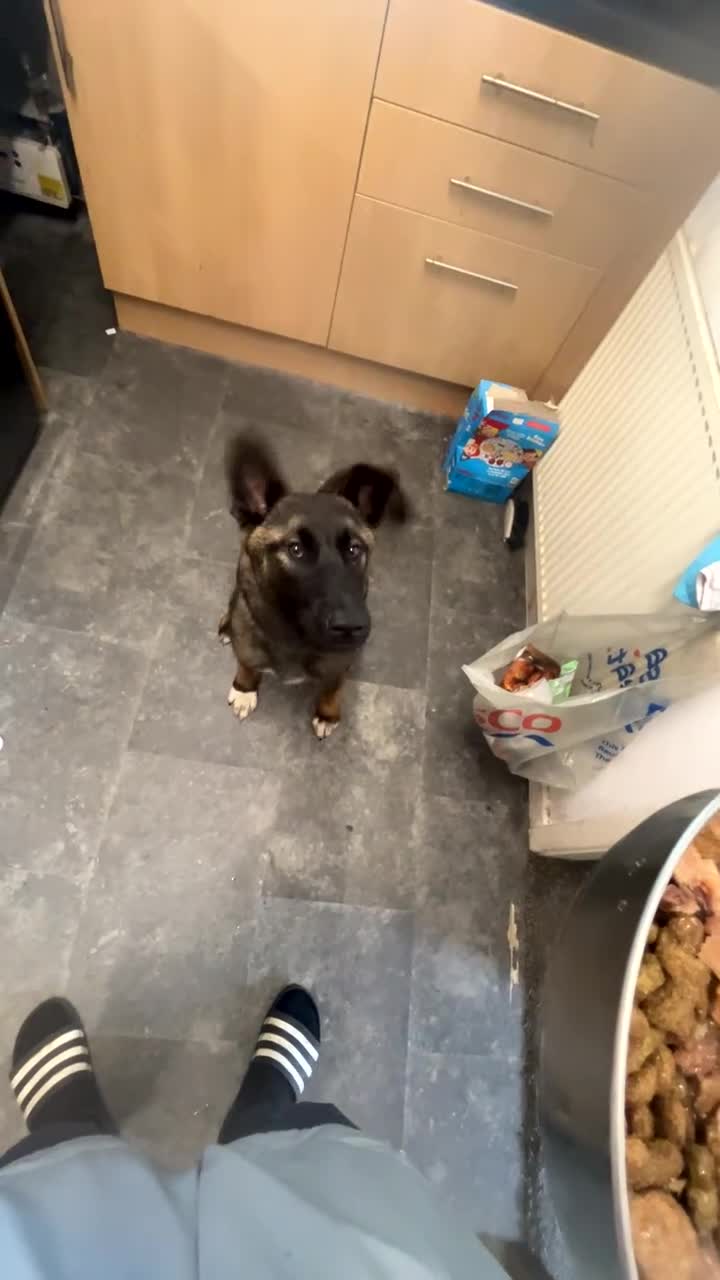 Mixed Breed dogs for sale: AkitaX malinois  in Bradford - Video 3