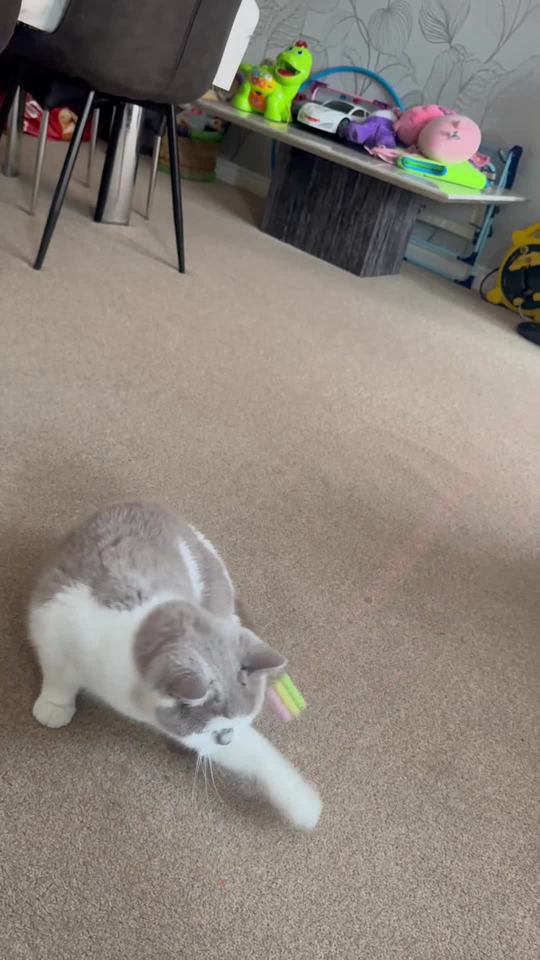 British Shorthair cats for sale: Beautiful bicolor female and male kitten  - Video 3