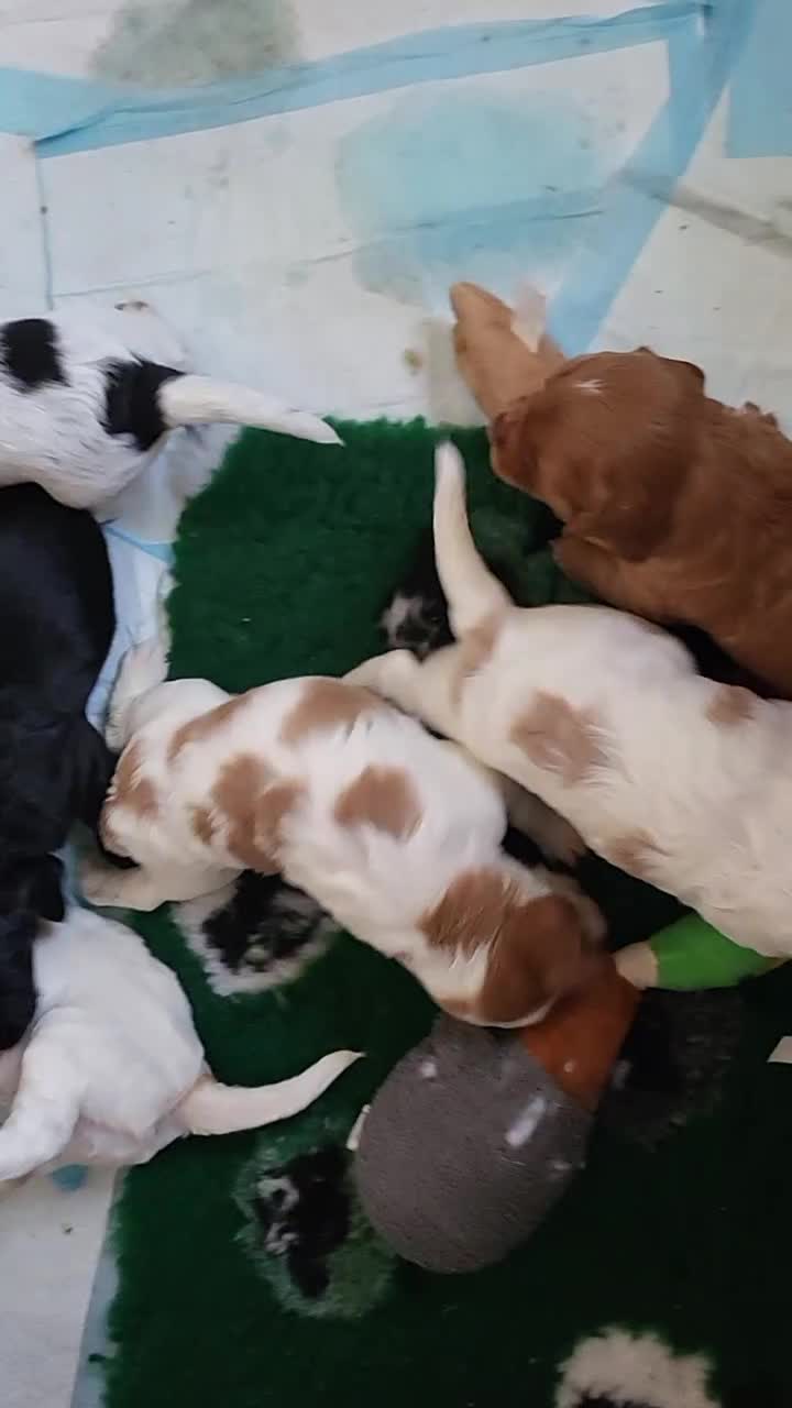 Cocker Spaniel dogs for sale: Health tested stunning litter of 6 - Video 2