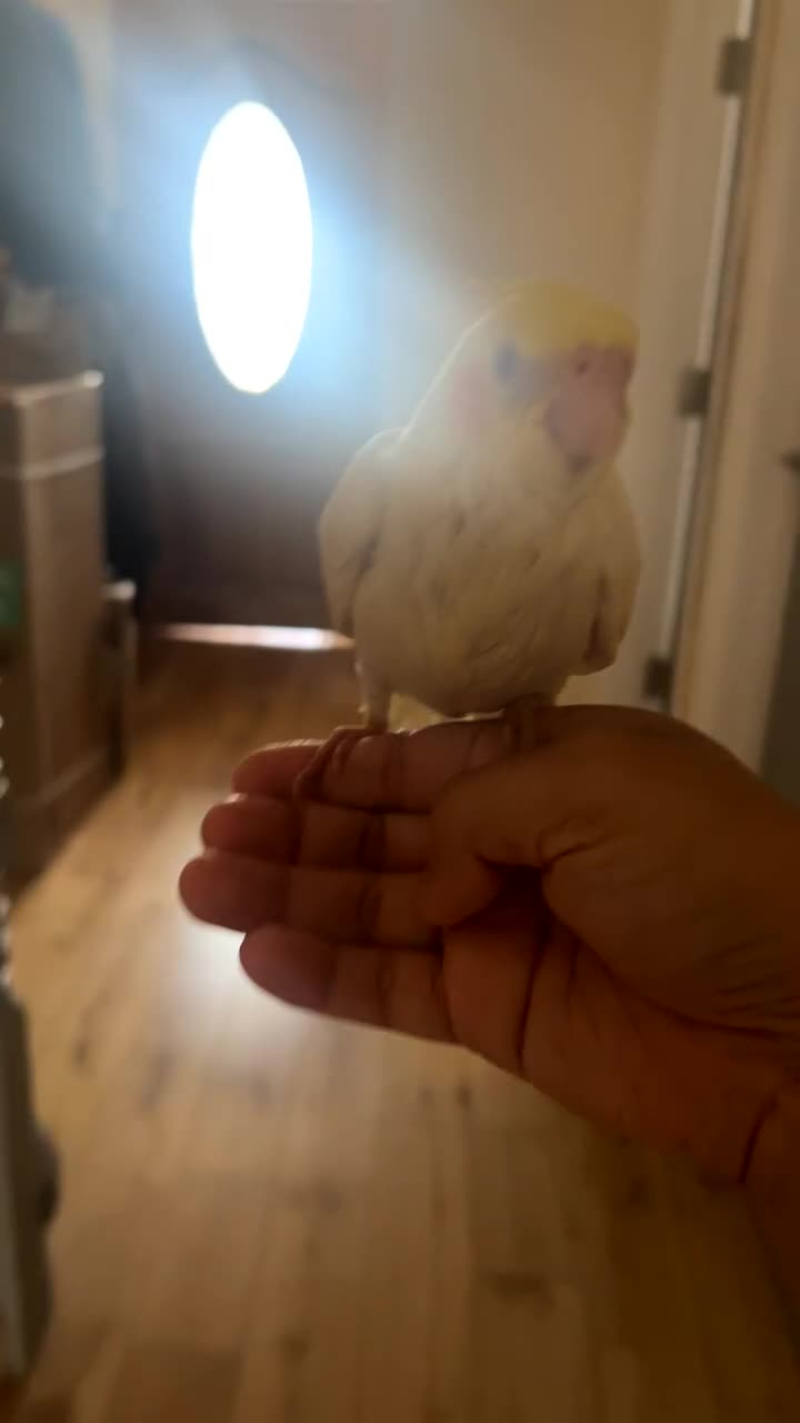 Cockatiels birds for sale: Baby tamed Cockateil  - Video 3