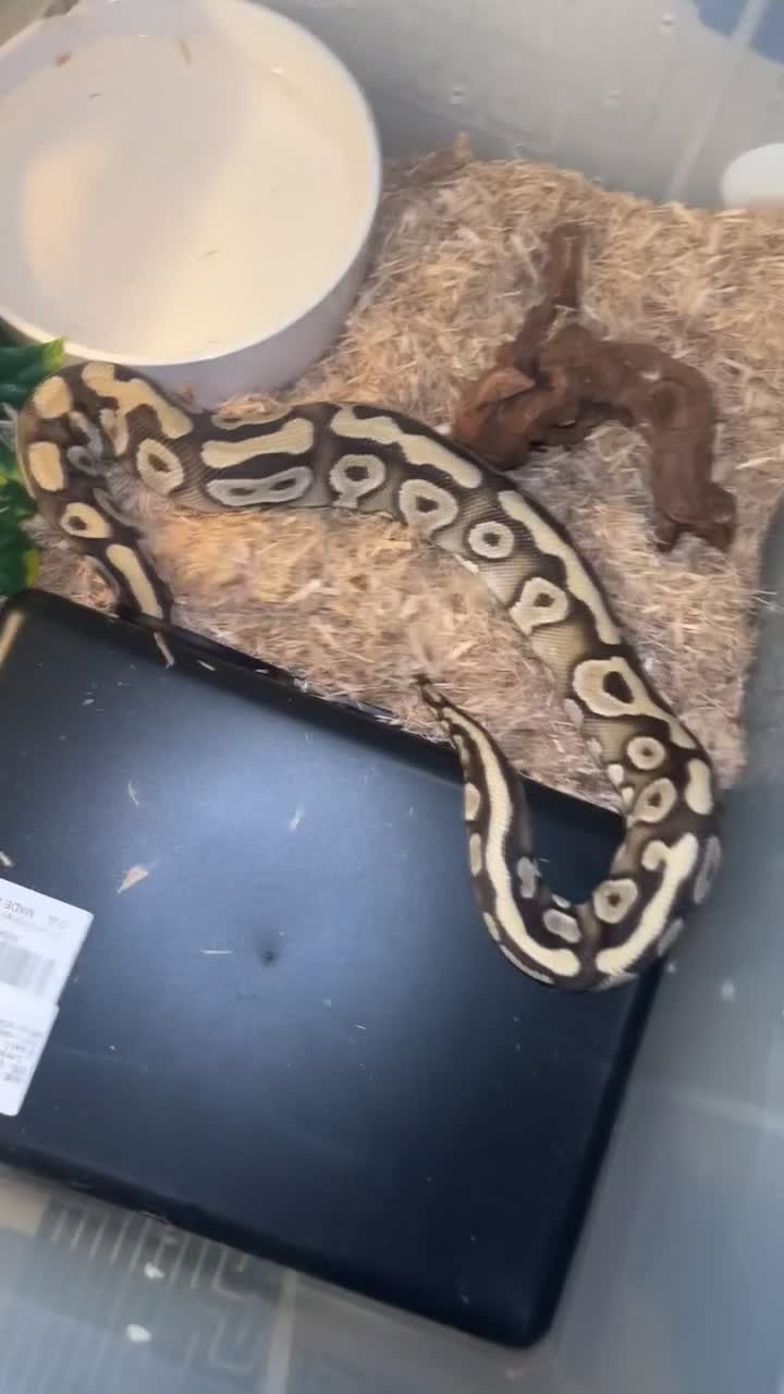 Snake reptiles for sale: MOJAVE BALL PYTHON  in Chesterfield - Video 1