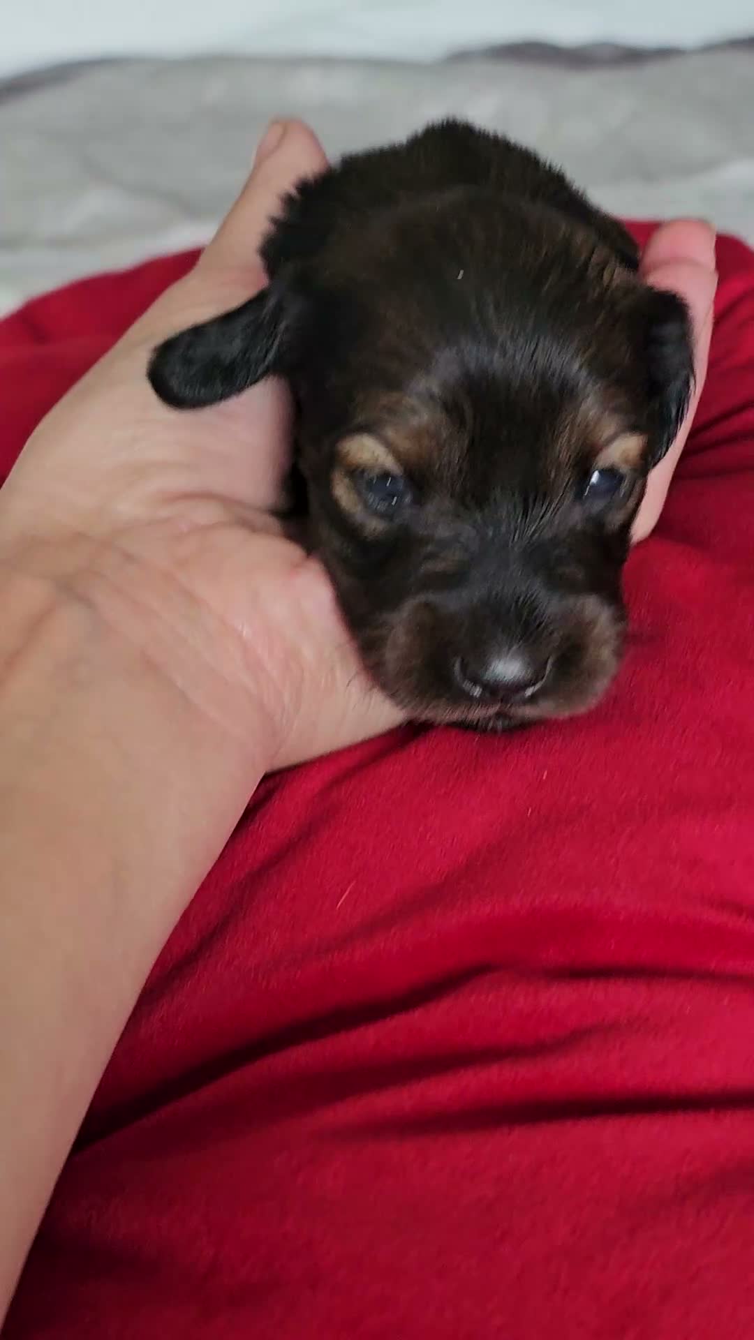 Miniature Dachshund dogs for sale:  MAGNIFICENT RED SHADED, Exceptional Pigmentation  in Wisbech - Video 2
