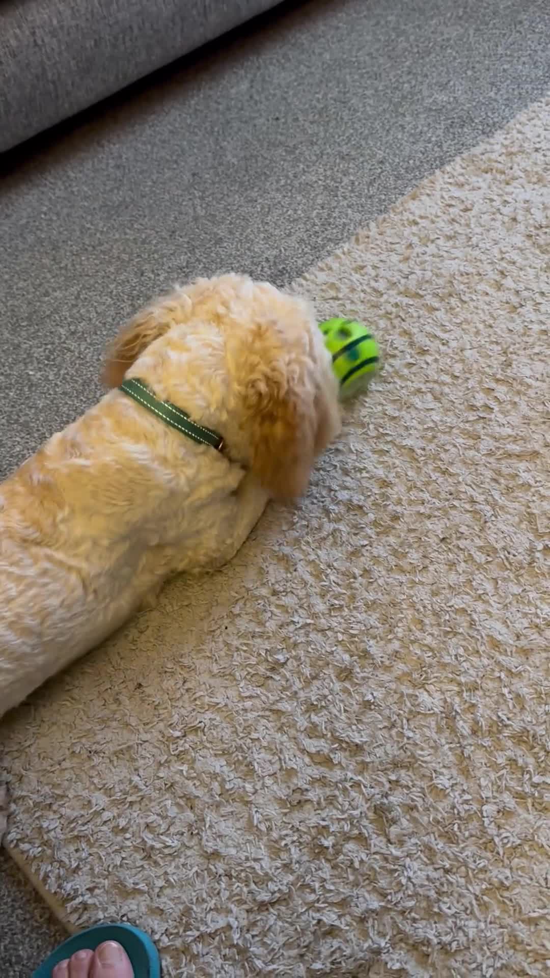 Cockapoo dogs for sale: cockapoo for sale  - Video 1